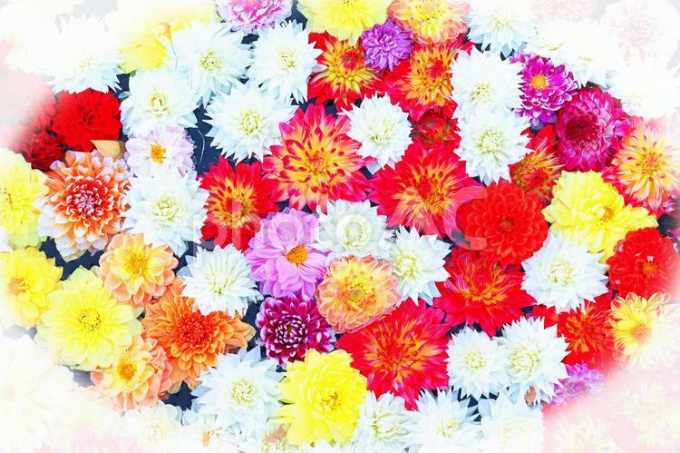 フラワ－ア－ト　Ⅲ-33 フラワ－ア－ト,フラワーアレンジメント,フラワ－の写真素材