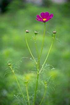 コスモス コスモス,花,紫の写真素材