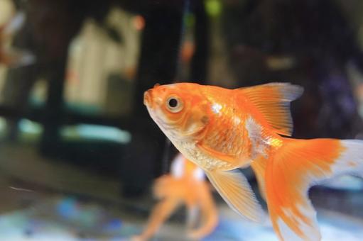 綺麗な金魚 綺麗な金魚の写真