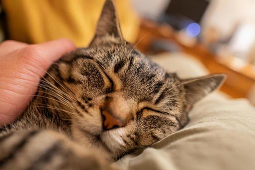 眠る猫と撫でる手 眠る猫と撫でる手の写真