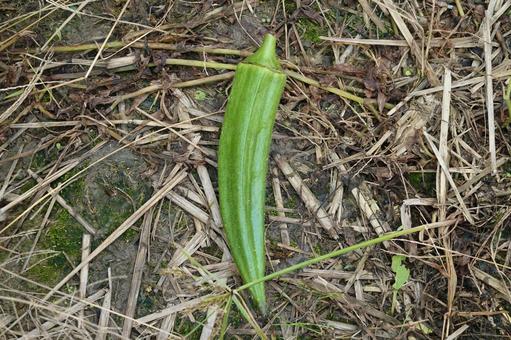 地面に落ちたオクラ オクラ,夏野菜,ネバネバの写真素材