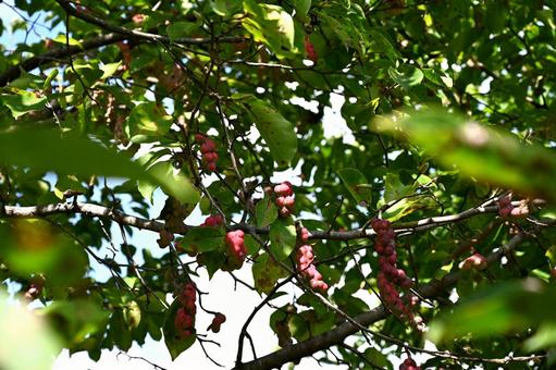 コブシの実02 コブシ,果実,種子の写真素材