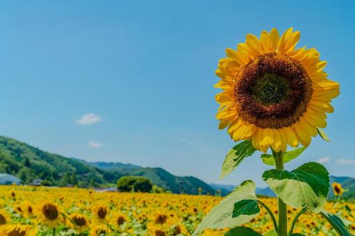 夏空に咲く一輪のひまわり 夏空に咲く一輪のひまわり sunflower,summer,青空の写真素材