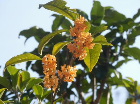 【花の写真】キンモクセイ（金木犀） キンモクセイ,金木犀,植物の写真素材
