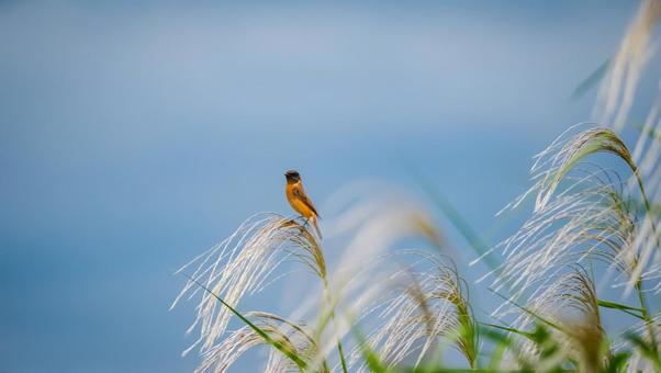 ススキに止まったノビタキのオスの写真