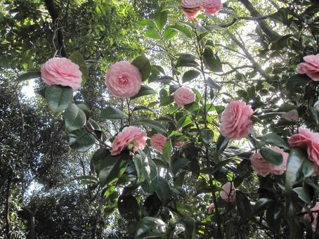 ツバキ・椿　咲く風景 ツバキ,花木,風景の写真素材
