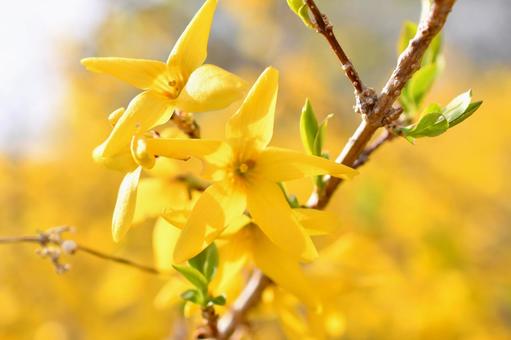 レンギョウの花 レンギョウの花 レンギョウ,花,黄色の写真素材