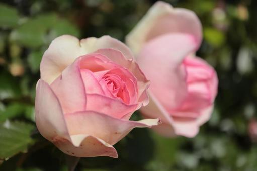 バラ園で淡い色の薔薇を撮りました バラ園で淡い色の薔薇を撮りましたの写真