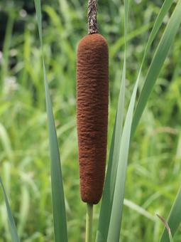 Plant Cattail, JPG
