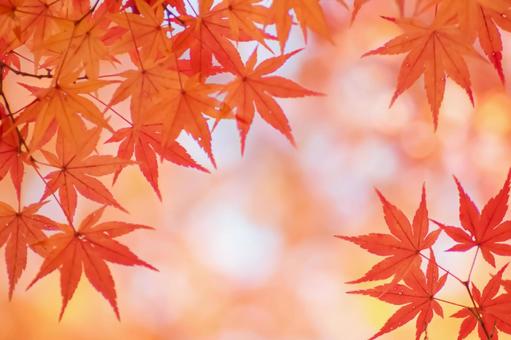 紅葉の秋もみじ 紅葉の秋もみじ 紅葉,秋,もみじの写真素材