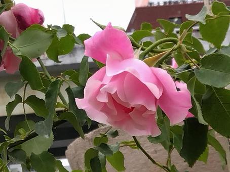 花・スパニッシュ ビューティ 花・スパニッシュ ビューティの写真