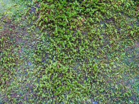 苔の生えた岩の表面　背景画像 苔,岩,岩石の写真素材