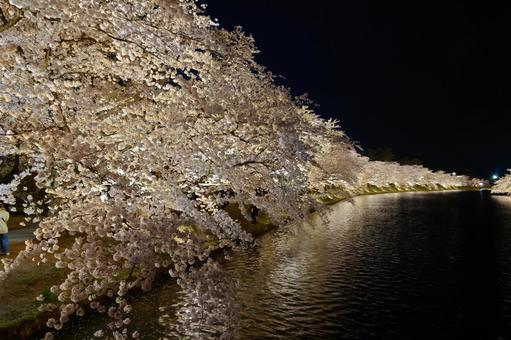 ライトアップされた夜の桜並木と川 ライトアップされた夜の桜並木と川 桜,夜桜,川の写真素材