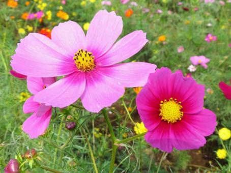 あけぼの山農業公園のコスモス あけぼの山農業公園のコスモスの写真