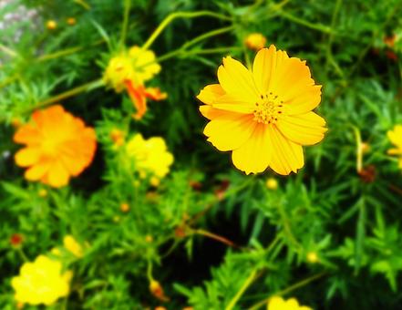 コスモス_オレンジ_2 コスモス_オレンジ_2の写真