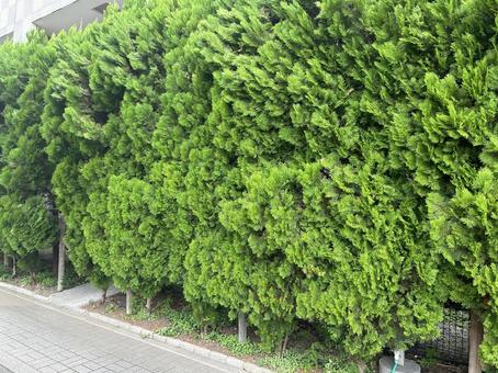 生垣 庭木 生垣 庭木 生垣,庭木,植木の写真素材