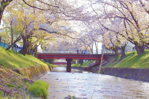 [愛知県]丹羽郡大口町の五条川の桜並木 桜,桜並木,菜の花の写真素材