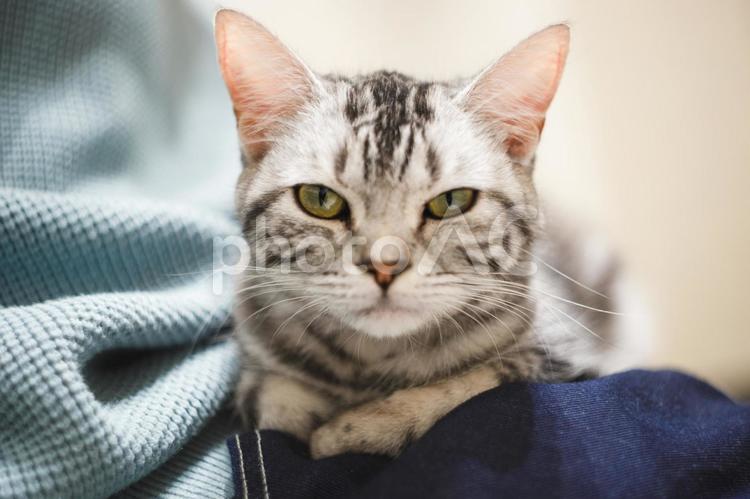 こちらを見つめているアメショ猫 アメリカンショートヘア,アメショ,カメラ目線の写真素材