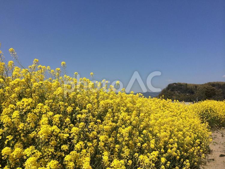 美しい菜の花 季節,屋外で,春の写真素材