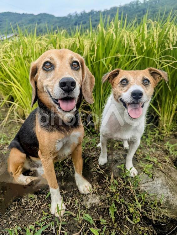 秋の訪れを感じながらのお散歩 犬,ビーグル,ジャックラッセルテリアの写真素材