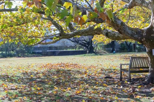 秋の気配・プラタナスの黄葉とベンチ 秋の気配・プラタナスの黄葉とベンチ 紅葉,秋の背景,紅葉狩りの写真素材