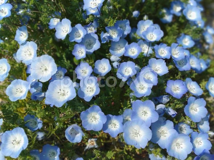 春の花〔ネモフィラ〕 花,春,青い花の写真素材