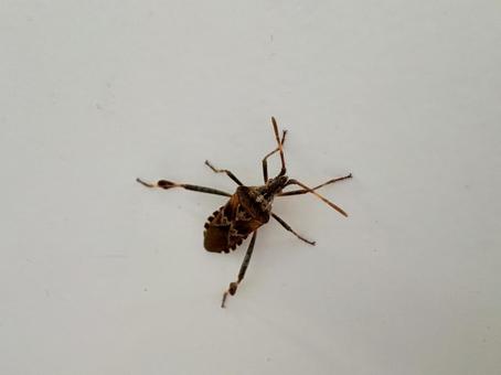マツヘリカメムシ 02 マツヘリカメムシ 02の写真