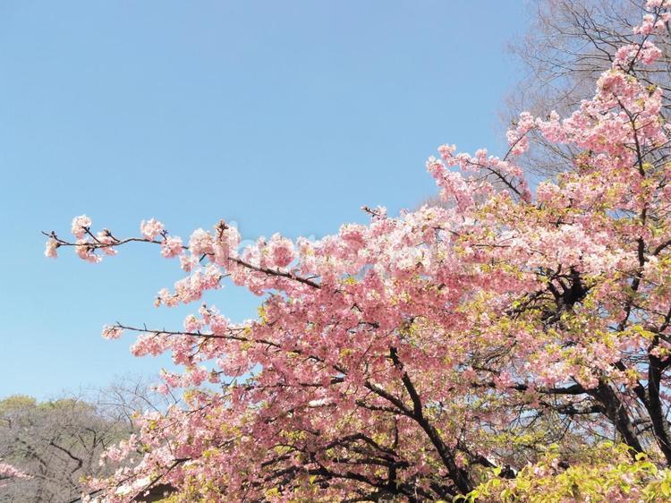 満開の河津桜 河津桜,桜,満開の写真素材
