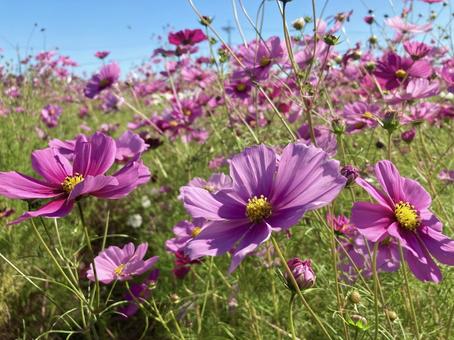 コスモス畑④ コスモス畑④ コスモス畑,秋桜,ピンクの写真素材