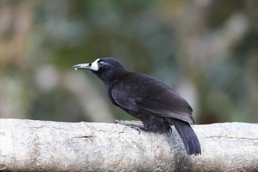 タンビキヅノフウチョウの写真
