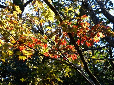 11月、紅葉が進む郊外の山林風景 紅葉,葉,色の写真素材