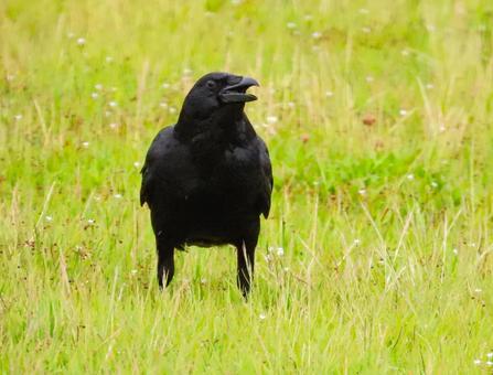 地面に降りたハシボソガラス ハシボソガラス,野鳥,動物の写真素材