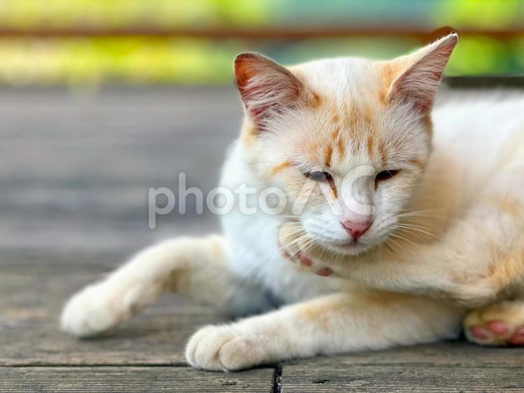 テラスで自由気ままにくつろいでいる猫 猫,かわいい,野良猫の写真素材