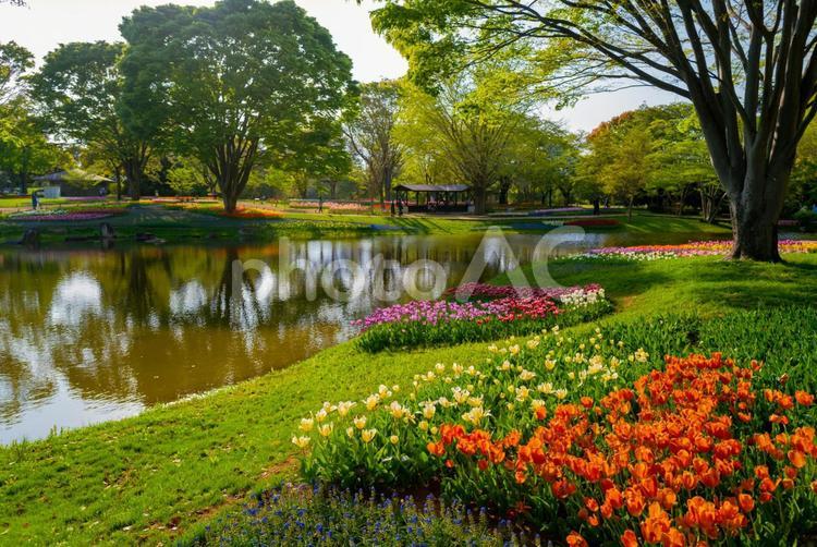 春の昭和記念公園に咲く満開のチューリップ 東京,立川,昭和記念公園の写真素材