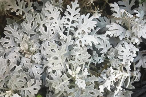 シルバーリーフの群生 シルバーリーフの群生 シルバーリーフ,壁紙,群生の写真素材