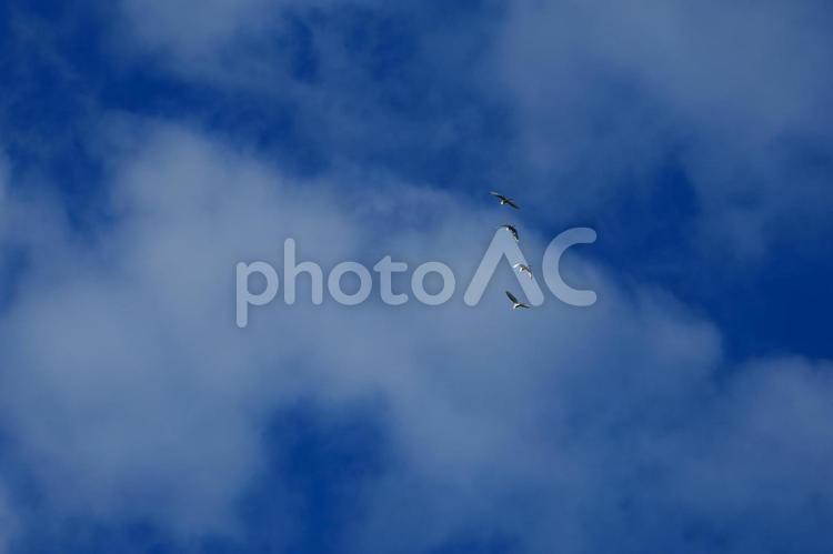 大空を舞うサギの群れ サギ,群れ,鳥の写真素材
