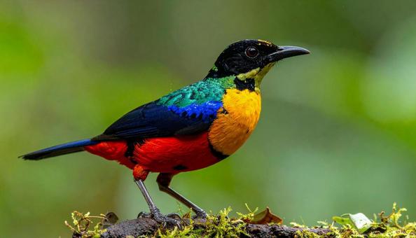 カラフル、極彩色の鳥の写真 カラフル、極彩色の鳥の写真の写真