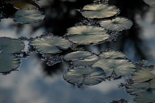 Photo, water lily, leaf, pool, 