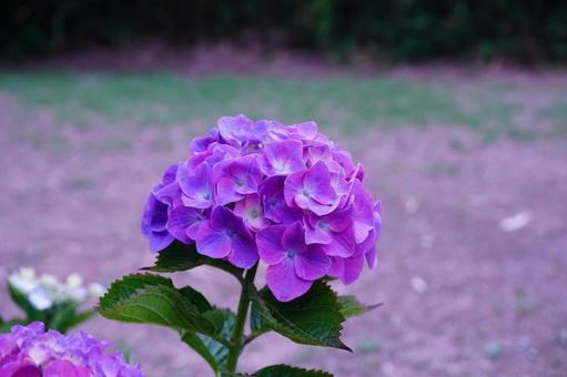 Hydrangea, JPG