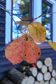 紅葉 紅葉の写真