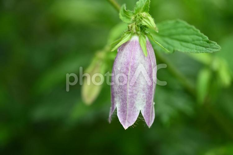家の庭に咲いたホタルブクロの花 初夏,雨上がり,６月の写真素材