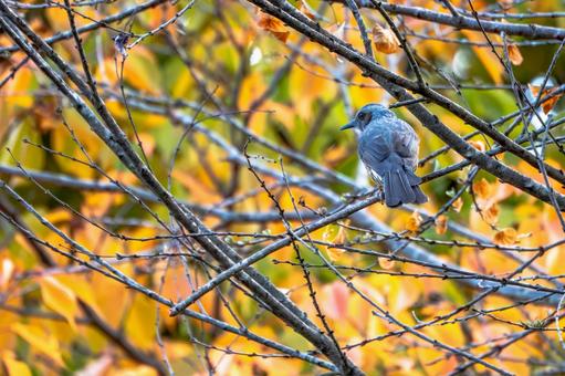 ヒヨドリ(34)の写真