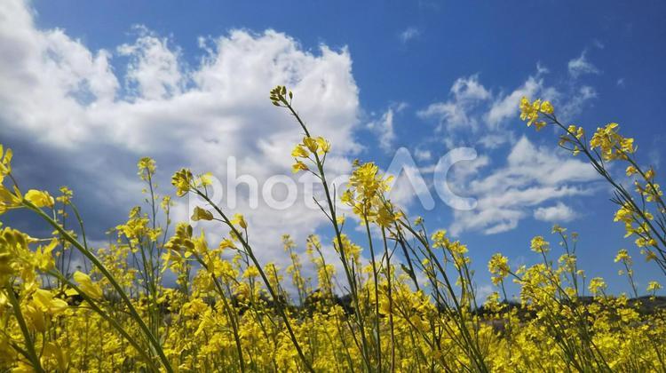 菜の花と青空と雲 自然,何人もありません,農村の写真素材