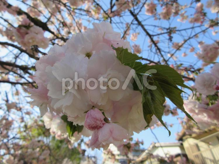 ヤエザクラ  １３ ヤエザクラ,八重桜,サクラの写真素材