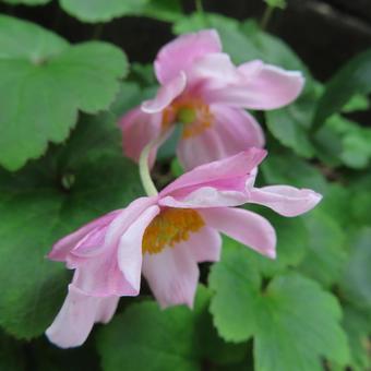 シュウメイギク（秋明菊） シュウメイギク,秋明菊,花の写真素材