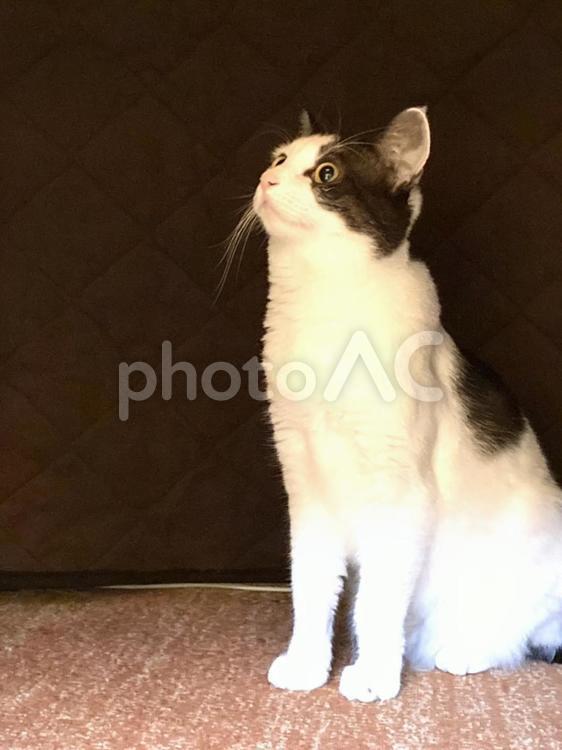 こたつかくれんぼ 猫,可愛い,癒しの写真素材