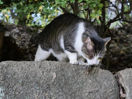 洗足池　下を伺う猫 野良猫,地域猫,猫の写真素材