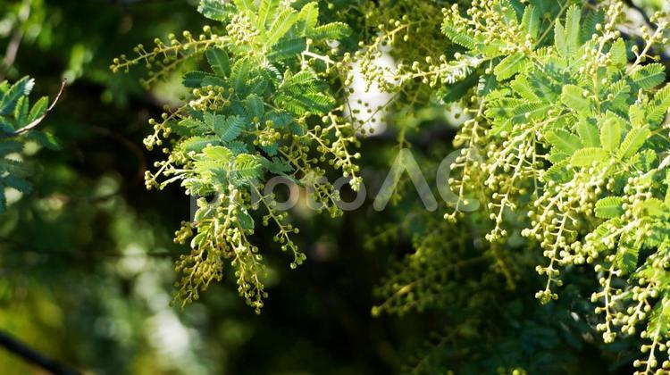 寒風に耐えて開花を待つミモザ ミモザ,ギンヨウアカシア,花の写真素材