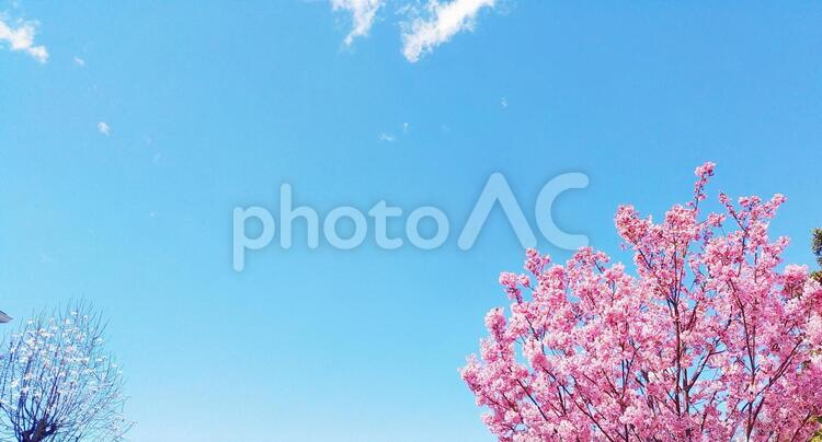 春の青空の暖かい日に咲く満開の桜 桜,春,さくらの写真素材