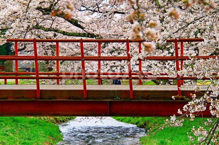 旅行や春のイメージ 春,桜,さくらの写真素材